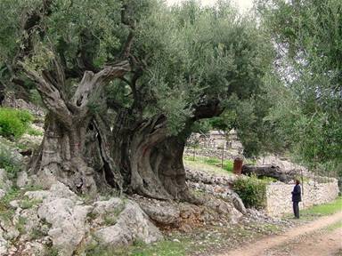 big olive  tree