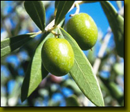 green-black-olives